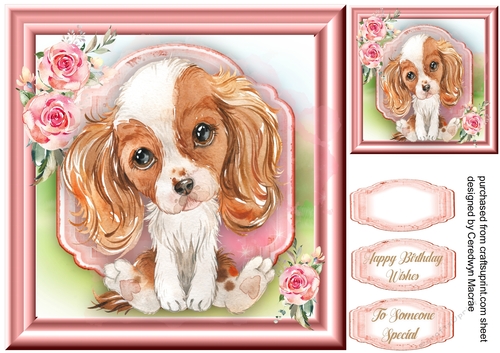 Gorgeous Cavalier Spaniel Puppy , White &Tan