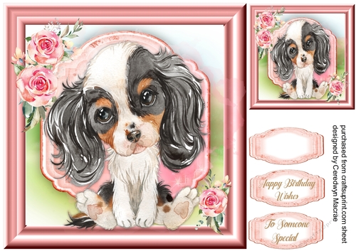 Gorgeous Cavalier Spaniel Puppy , White & White