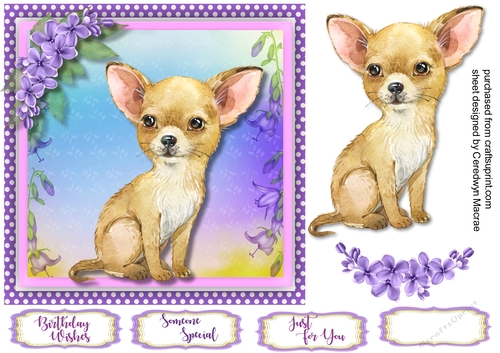 Adorable Chihuahua