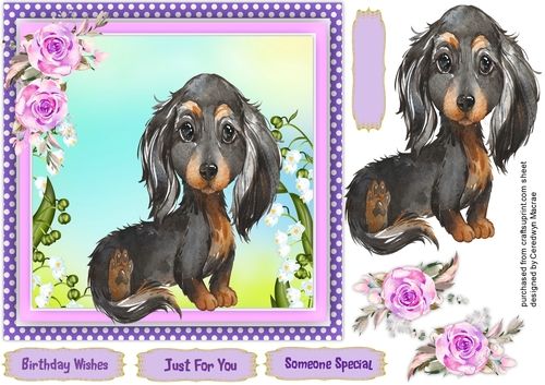 Gorgeous Black and Tan Dachshund