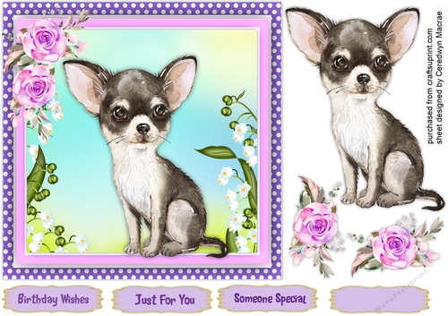 Gorgeous Black and White Chihuahua