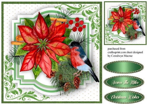 Beautiful Robin and Poinsettias