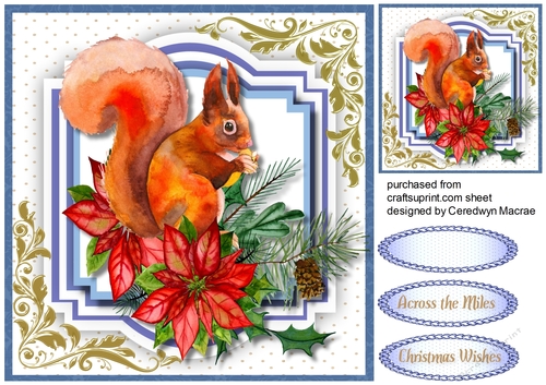 Gorgeous Squirrel  and Poinsettias