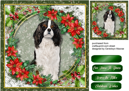 Gorgeous Black and White Cavaleir