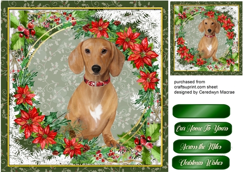 Gorgeous Dacshound