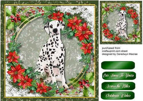 Gorgeous Dalmation