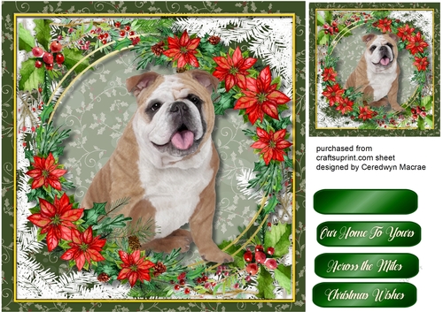 Gorgeous English Bulldog
