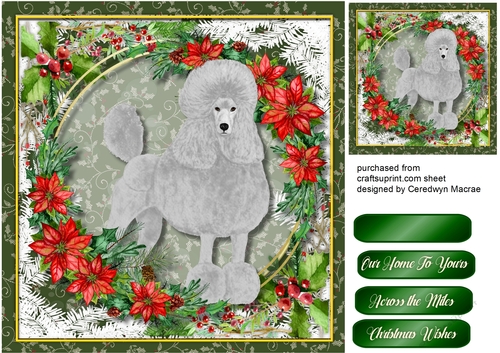 Gorgeous Grey Poodle