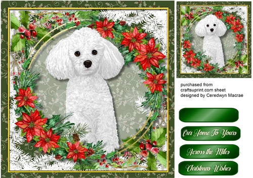 Gorgeous Maltese Poodle