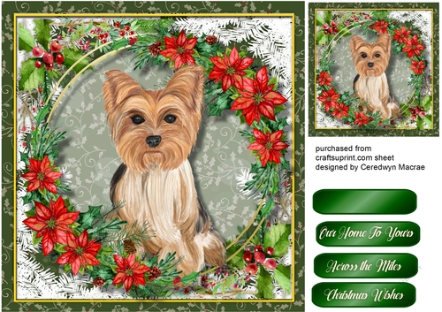 Gorgeous Yorkshire Terrier