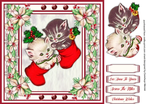 Gorgeous Kittens in Socks