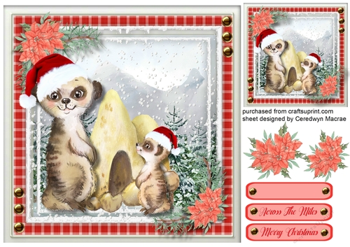 Gorgeous Christmas Meercats