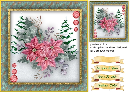 Poinsettia At Christmas