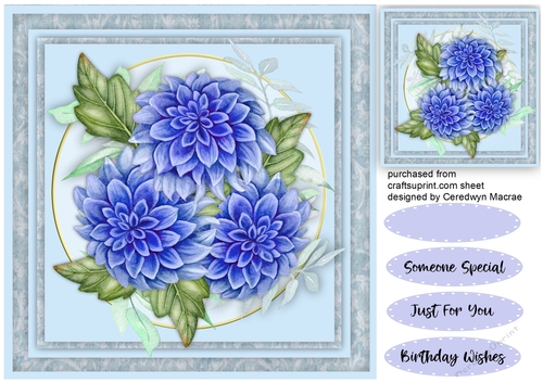Beautiful Blue Chrysanthemums