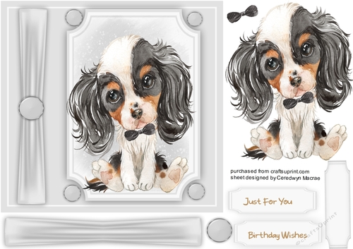 Beautiful Cavalier in a bow tie 