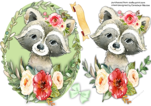 Beautiful Baby Raccoon