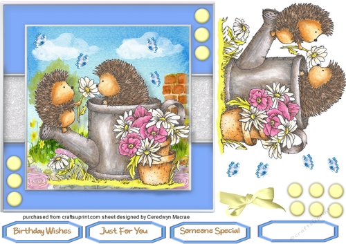 Hedgehogs Popsy Daisy