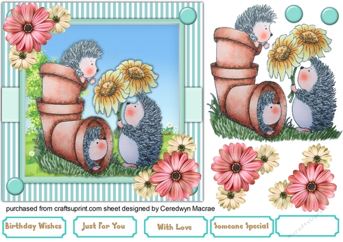 Pots of Hedgehog Love