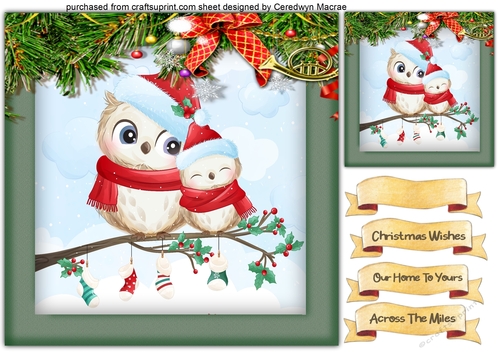  Gorgeous Owls Keeping Warm 