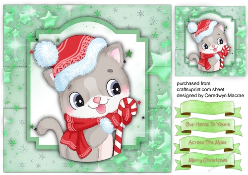 Gorgeous Christmas Cat