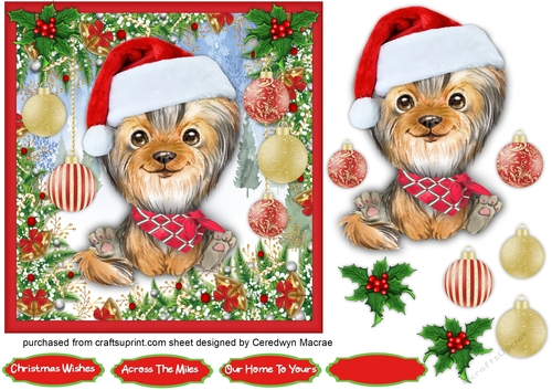 7x7 Gorgeous Yorkie  Santa 