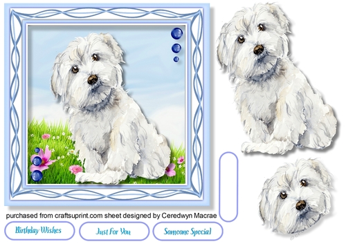 Gorgeous Maltise Dog 