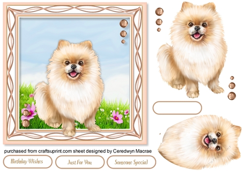 I Love MyPomeranian 