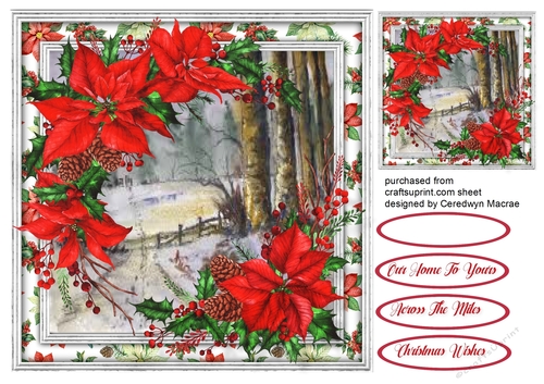 Beautiful Christmas Poinsettias