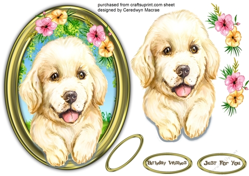 Gorgeous Pup in a Gold Frame 2
