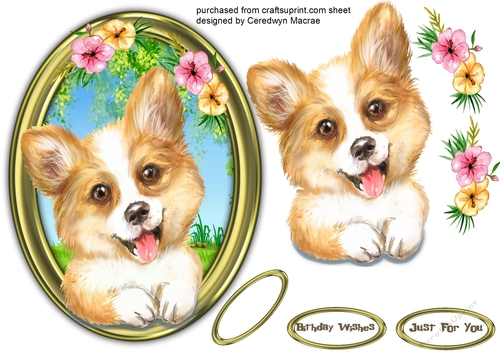 Gorgeous Pup in a Gold Frame 3