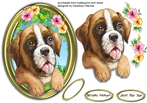 Gorgeous Pup in a Gold Frame 4