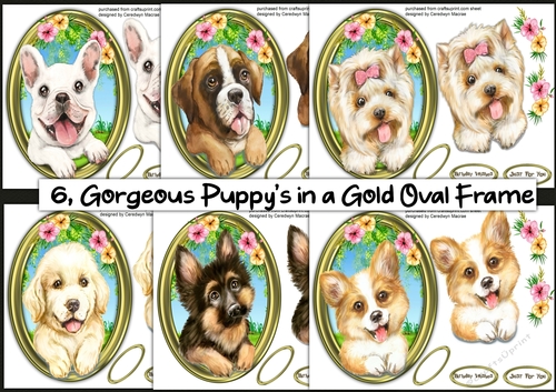6, Gorgeous Puppys in a Gold Oval Frame 