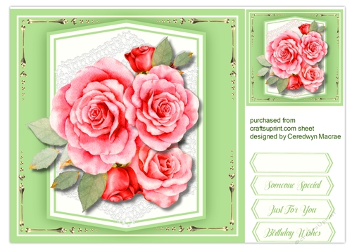 Beautiful Sorbet Roses