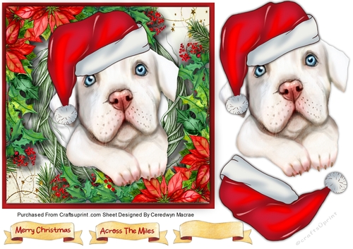 Gorgeous White Santa Dog 6