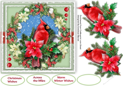 Beautiful  Cardinal and Poinsettias