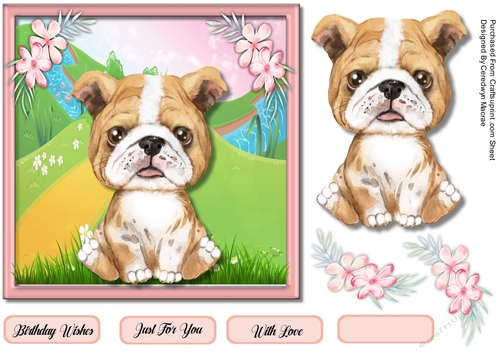 7x7  Adorable Bulldog Pup