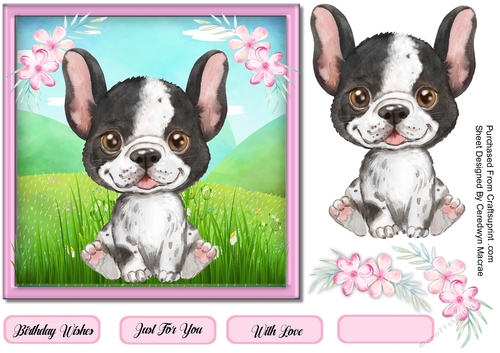 7x7  Adorable French Bulldog Pup