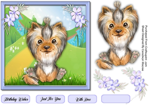 7x7  Adorable Yorkie