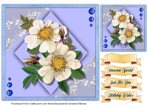 7x7 Beautiful White Brier Roses