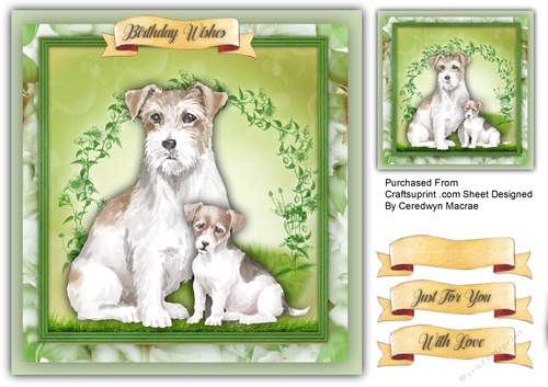 Beautiful Jack Russell  Mum and Pup