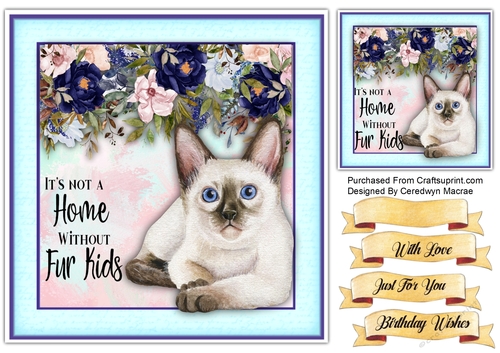 8x8 Beautiful Persian Kitten with Quote