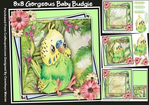 8x8 Mini Kit, Gorgeous Baby Budgie