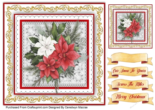 8x8 , Beautiful Red and White Poinsettias