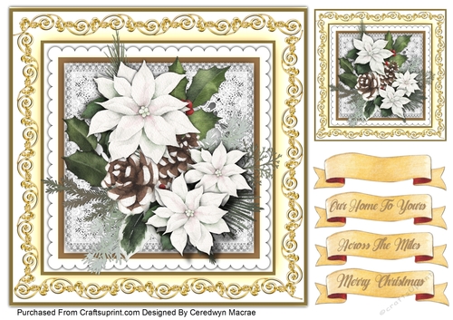 8x8 , Beautiful  White Poinsettias