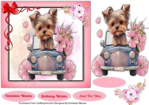 7x7 Gorgeous Yorkie in a Car