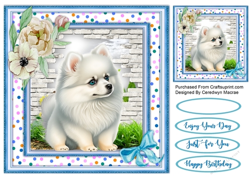 8x8 Beautiful American Eskimo