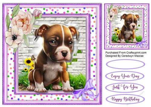 8x8 Beautiful American Pit-Bull