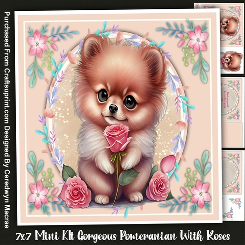 7x7 Gorgeous Pomeranian With Roses