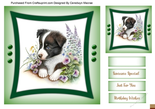 7x7 Quick Card , Gorgeous Baby Border Collie