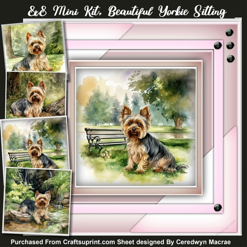 8x8 Mini Kit , Beautiful Yorkie Sitting 